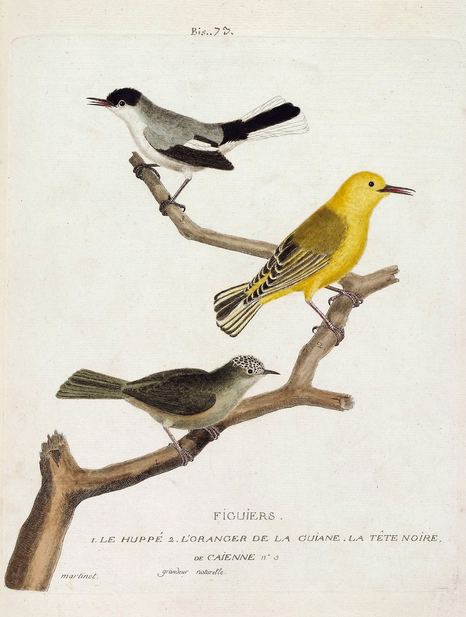 Zoologisk kort (ornitologi): figentræer. Fra bund til top: bøjle (california gobemoucheron eller polioptila california), orange af guian (orange sanger eller protonotaria citrea) og det sorte hoved af Caienne (tropisk gobemoucheron eller poliopt) af Francois Nicolas Martinet