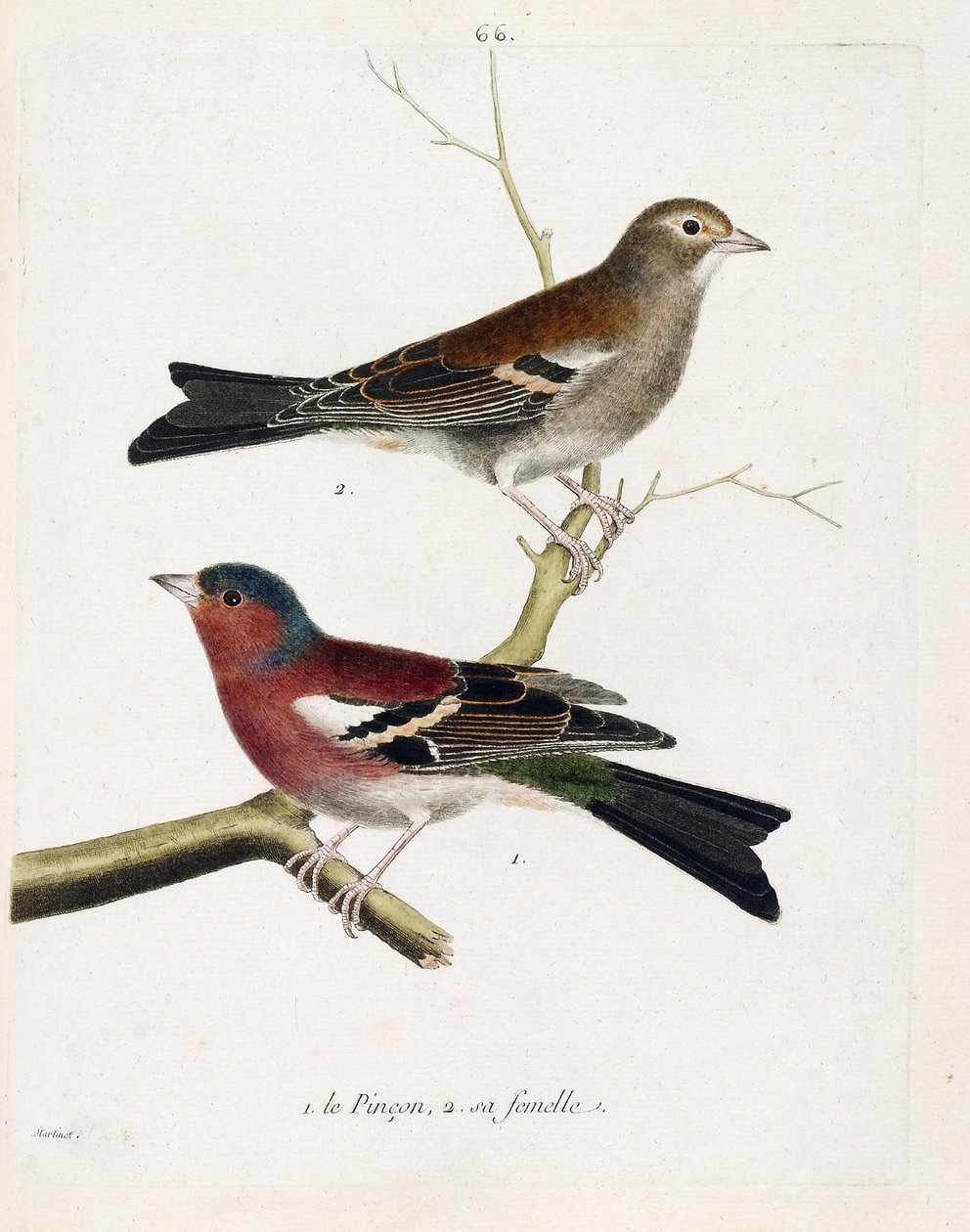 Zoologisk diagram (ornitologi): fra bund til top: Kniven og dens hunner (træpinson eller fringilla coelebs) på en gren. Illustration i "Fuglenes historie, malet i deres udseende og følsomme aspekter" af Francois Nicolas Martinet (1731-180) af Francois Nicolas Martinet