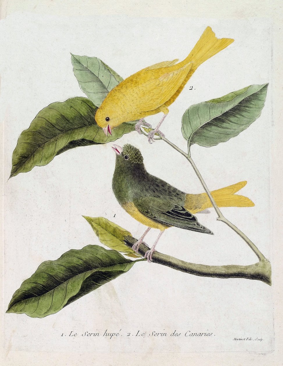 Zoologisk diagram (ornitologi): fra bund til top: Serin hupe (serin des canaries eller serinus canaria) og serin des canaries på en gren. Illustration i "Fuglenes historie, malet i deres udseende og følsomme aspekter" af Francois Nico af Francois Nicolas Martinet