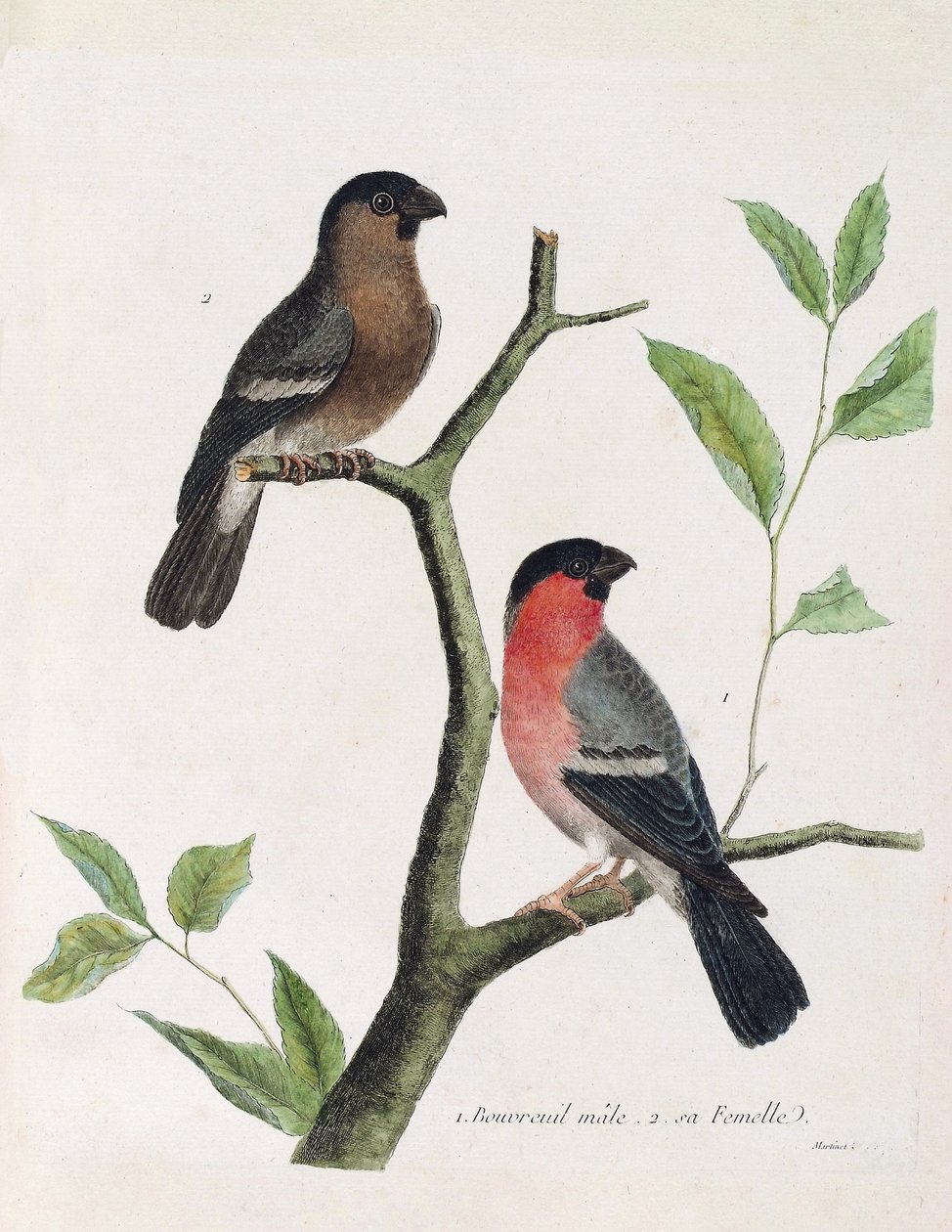 Zoologisk diagram (ornitologi): fra bund til top: mandlige og kvindelige bouvreil (pæon bouvreil eller pyrrhula pyrrrhula) på en gren. Illustration i "Fuglenes historie, malet i deres udseende og følsomme aspekter" af Francois Nicolas Martinet (1731) af Francois Nicolas Martinet