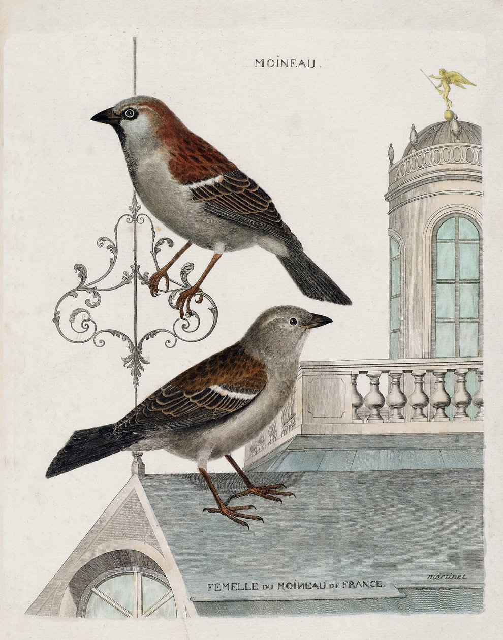 Zoologisk diagram (ornitologi): fra top til bund: Spurv og hun af Frankrigs spurv (tamspurv eller pass domesticus). Illustration i "Fuglenes historie, malet i deres udseende og følsomme aspekter" af Francois Nicolas Martinet af Francois Nicolas Martinet