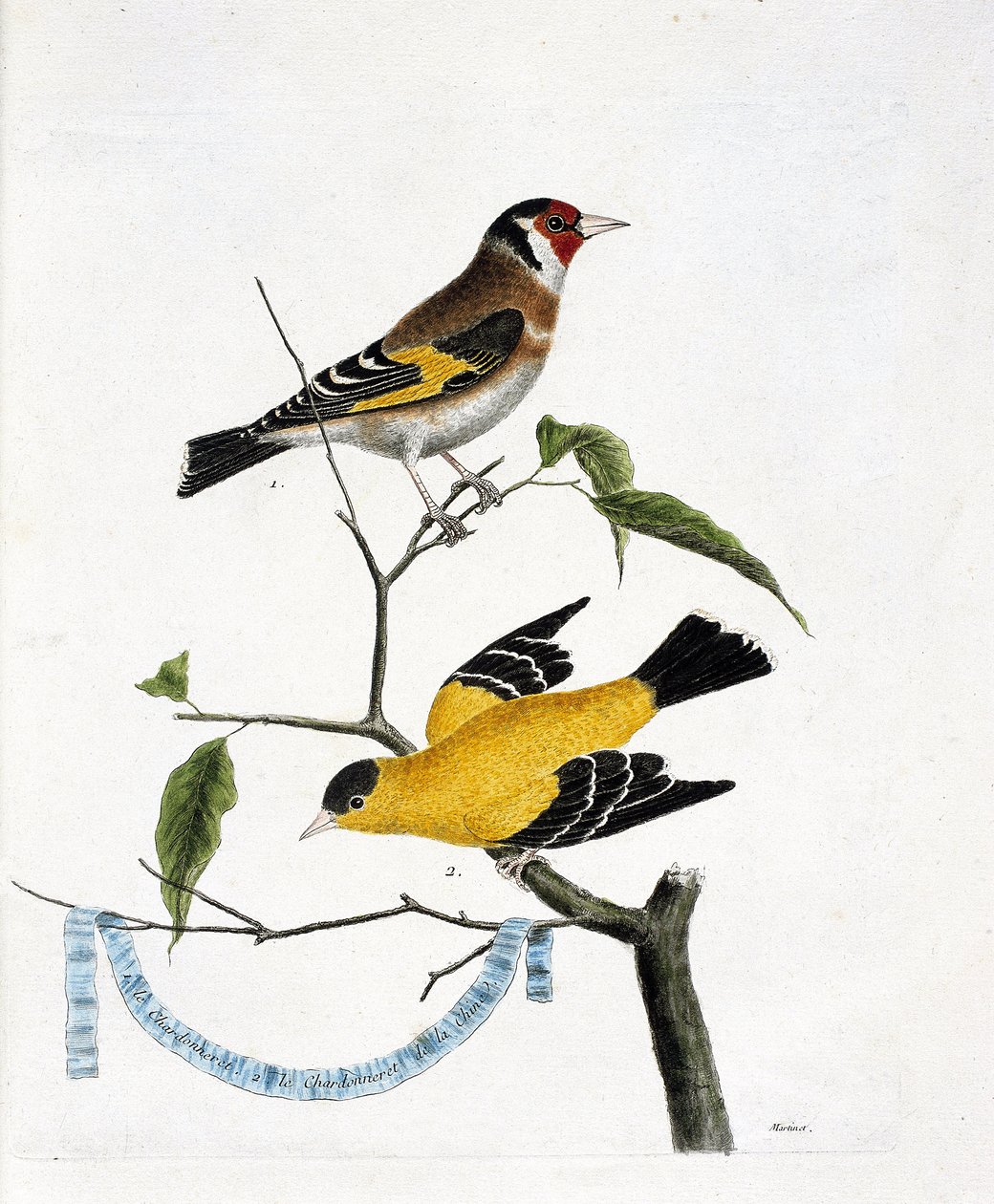 Zoologisk kort (ornitologi): fra top til bund: Chardonneret (chardonneret elegant eller carduelis carduelis) og chardonneret of China (Tarin sad eller carduelis tristis) på en gren. Illustration i "Fuglenes historie, malet i deres appea af Francois Nicolas Martinet