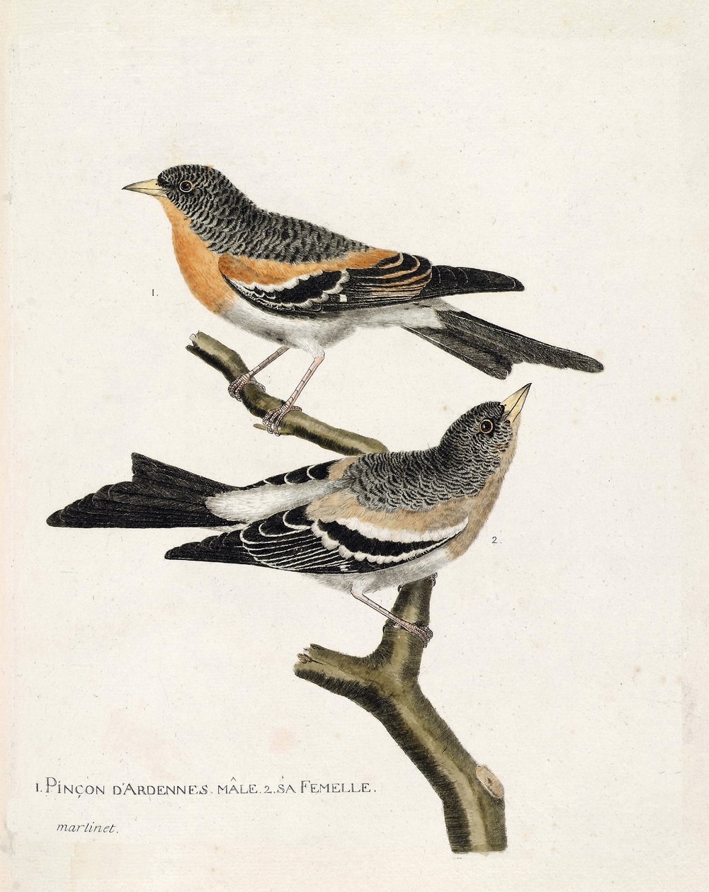 Zoologisk kort (ornitologi): fra top til bund: Ardenner-han- og hunkønspinson (nordlig pinson eller fringilla montifringilla) på en gren. Illustration i "Fuglenes historie, malet i deres udseende og følsomme aspekter" af Francois Nico af Francois Nicolas Martinet