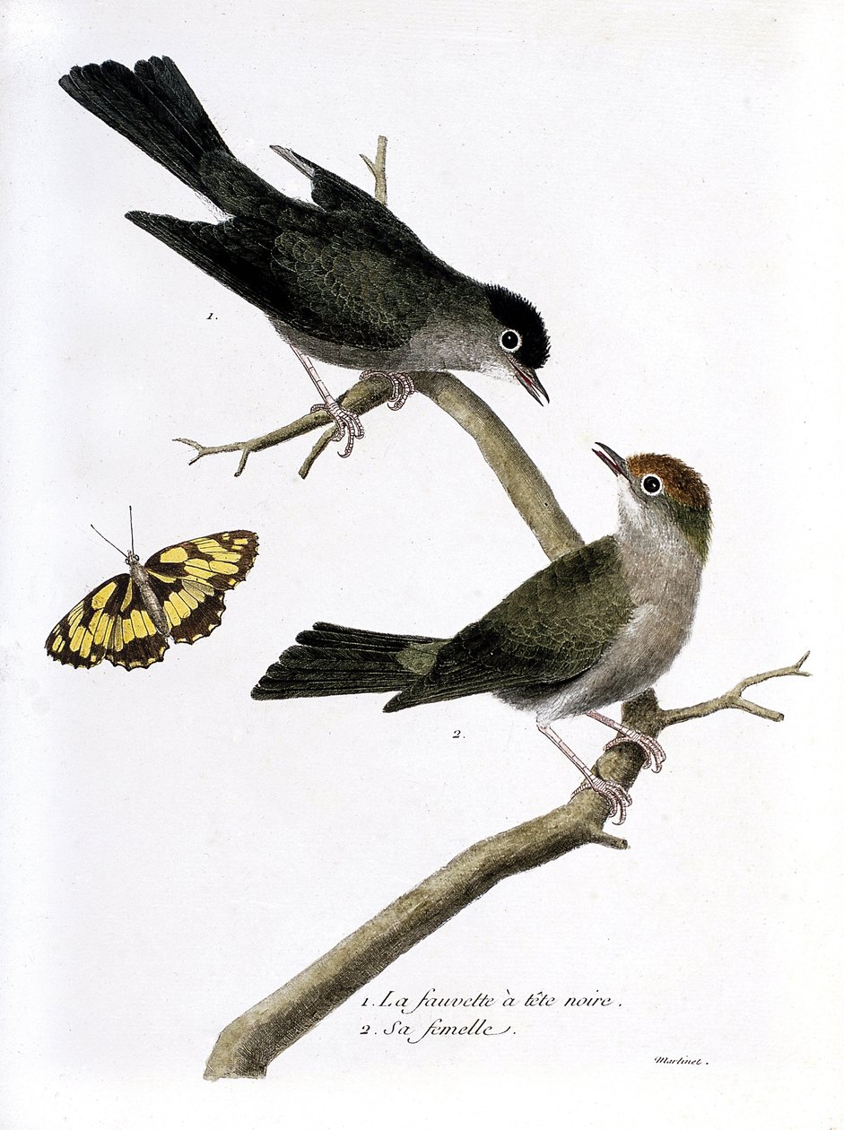 Zoologisk kort (ornitologi): fra top til bund: hudormhøgen og dens hunner (Sylvia atricapilla) på en gren. Illustration i "Fuglenes historie, malet i deres udseende og følsomme aspekter" af Francois Nicolas Martinet (1731-1800). P af Francois Nicolas Martinet