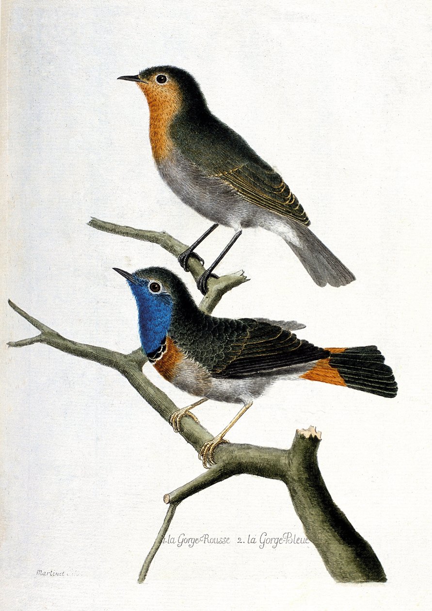 Zoologisk diagram (ornitologi): fra top til bund: den røde hals (rød hals eller rød hals eller erithacus rubecula) og den blå hals (blå hals eller luscinia svecica) på en gren. Illustration i “Fuglenes historie, malet i deres fremtræden og af Francois Nicolas Martinet
