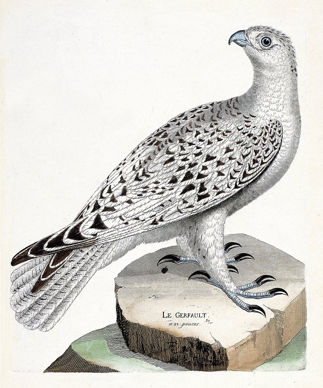 Zoologisk kort (ornitologi): gerfault (gerfaut falk eller falco rusticolus). Illustration i "Fuglenes historie, malet i deres udseende og følsomme aspekter" af Francois Nicolas Martinet (1731-1800). Privat samling. af Francois Nicolas Martinet