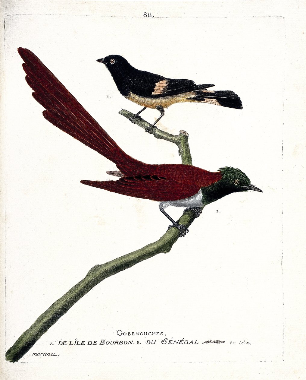 Zoologisk kort (ornitologi): gob-flue (gobemouche) fra øen Bourbon (Shama de Madagascar eller copsychus albospecularis) og gobe-flue fra Senegal (tchitrec de paradis eller terpsiphone paradisii). Illustration i "Fuglenes historie, malet i af Francois Nicolas Martinet