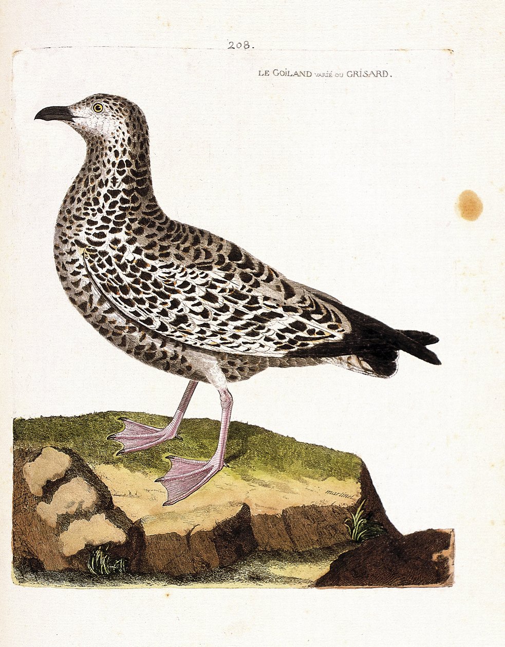 Zoologisk kort (ornitologi): goiland varierer eller grisard (goeland eller larus sp). Illustration i "Fuglenes historie, malet i deres udseende og følsomme aspekter" af Francois Nicolas Martinet (1731-1800). Privat samling. af Francois Nicolas Martinet