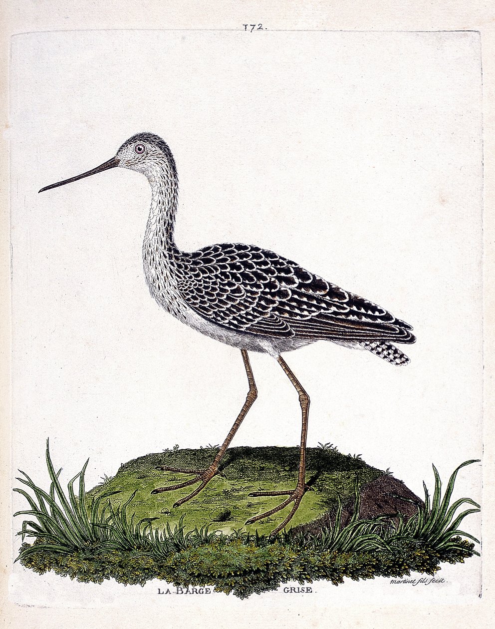 Zoologisk kort (ornitologi): grå pram (rød pram eller limosa lapponica). Illustration i "Fuglenes historie, malet i deres udseende og følsomme aspekter" af Francois Nicolas Martinet (1731-1800). Privat samling. af Francois Nicolas Martinet