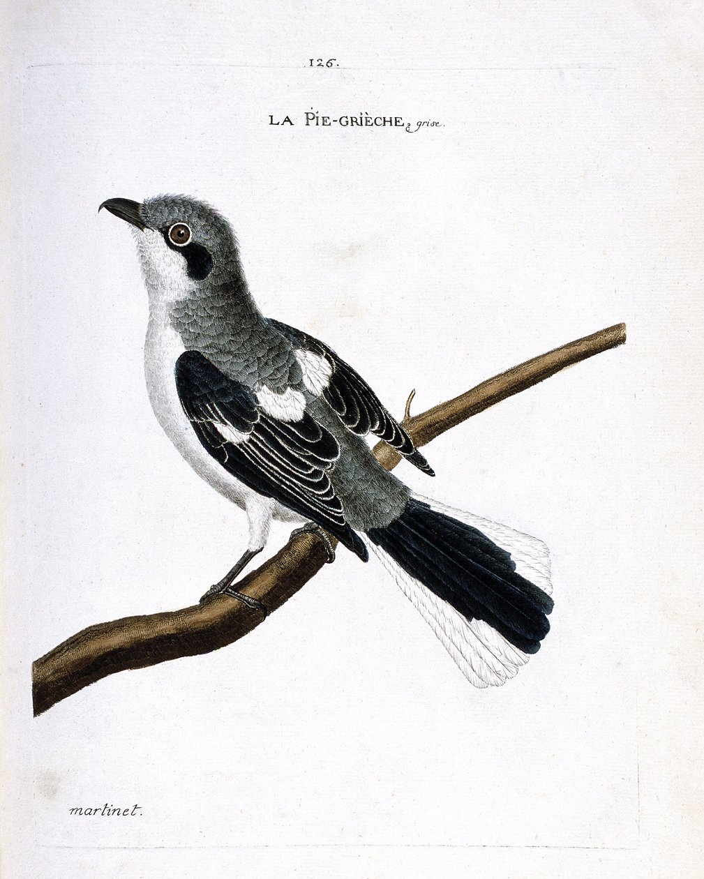 Zoologisk diagram (ornitologi): grå grieche (grå tobbe eller lanius excubitor) på en gren. Illustration i "Fuglenes historie, malet i deres udseende og følsomme aspekter" af Francois Nicolas Martinet (1731-1800). Privat samling. af Francois Nicolas Martinet
