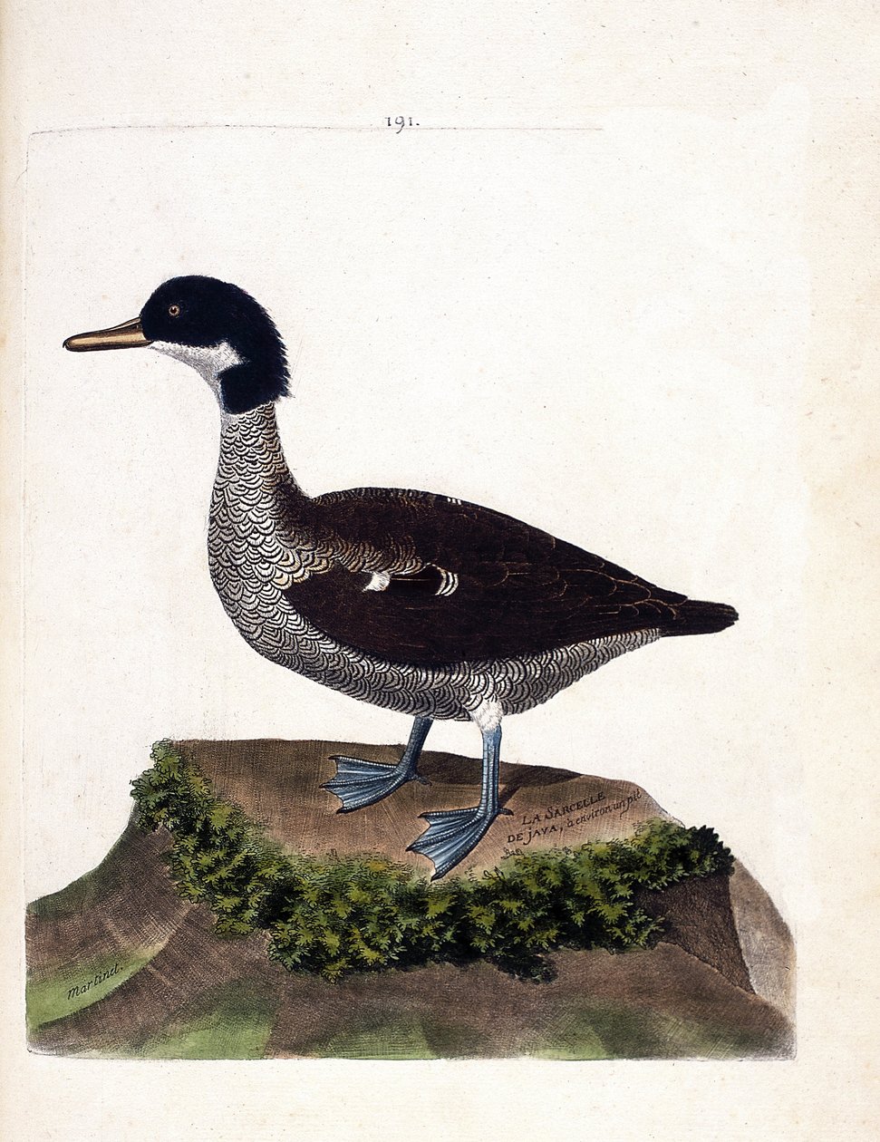 Zoologisk diagram (ornitologi): java krikand (grå krikand eller anas gibberifrons). Illustration i "Fuglenes historie, malet i deres udseende og følsomme aspekter" af Francois Nicolas Martinet (1731-1800). Privat samling. af Francois Nicolas Martinet