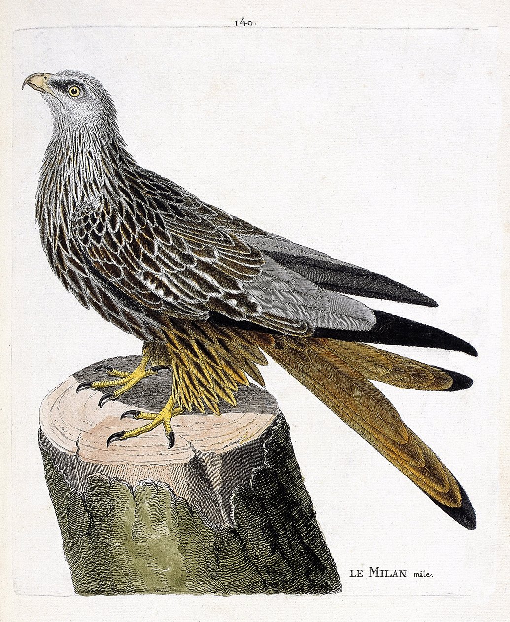 Zoologisk diagram (ornitologi): Milan mand (kongelig eller milvus milvus). Illustration i "Fuglenes historie, malet i deres udseende og følsomme aspekter" af Francois Nicolas Martinet (1731-1800). Privat samling. af Francois Nicolas Martinet