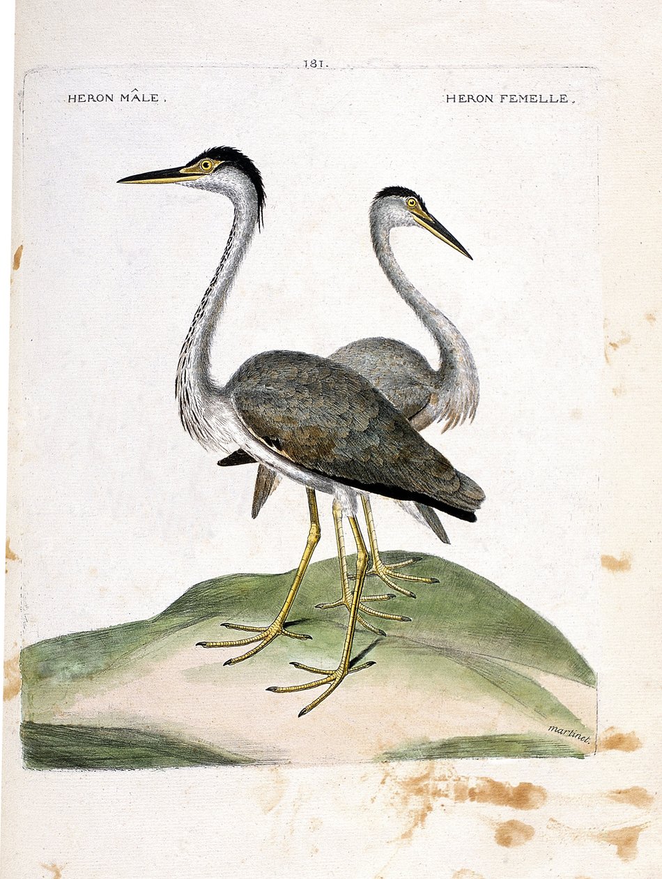 Zoologisk diagram (ornitologi): han- og hunhejre (hejreaske eller ardea cinerea). Illustration i "Fuglenes historie, malet i deres udseende og følsomme aspekter" af Francois Nicolas Martinet (1731-1800). Privat samling. af Francois Nicolas Martinet