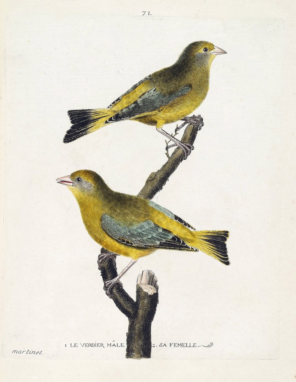 Zoologisk diagram (ornitologi): mandlige og kvindelige verdier (europæisk verdier eller carduelis chloris) på en gren. Illustration i "Fuglenes historie, malet i deres udseende og følsomme aspekter" af Francois Nicolas Martinet (1731-1800). Privat saml af Francois Nicolas Martinet