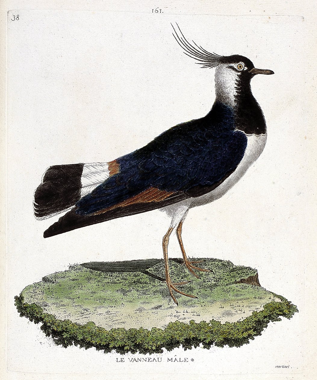 Zoologisk diagram (ornitologi): hanlam (løkke eller vanellus vanellus). Illustration i "Fuglenes historie, malet i deres udseende og følsomme aspekter" af Francois Nicolas Martinet (1731-1800). Privat samling. af Francois Nicolas Martinet
