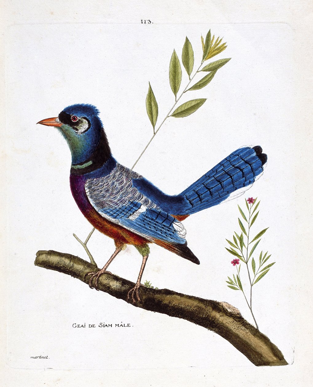 Zoologisk diagram (ornitologi): siam jay han (blue jay eller cyanocitta cristata) på en gren. Illustration i "Fuglenes historie, malet i deres udseende og følsomme aspekter" af Francois Nicolas Martinet (1731-1800). Privat samling. af Francois Nicolas Martinet