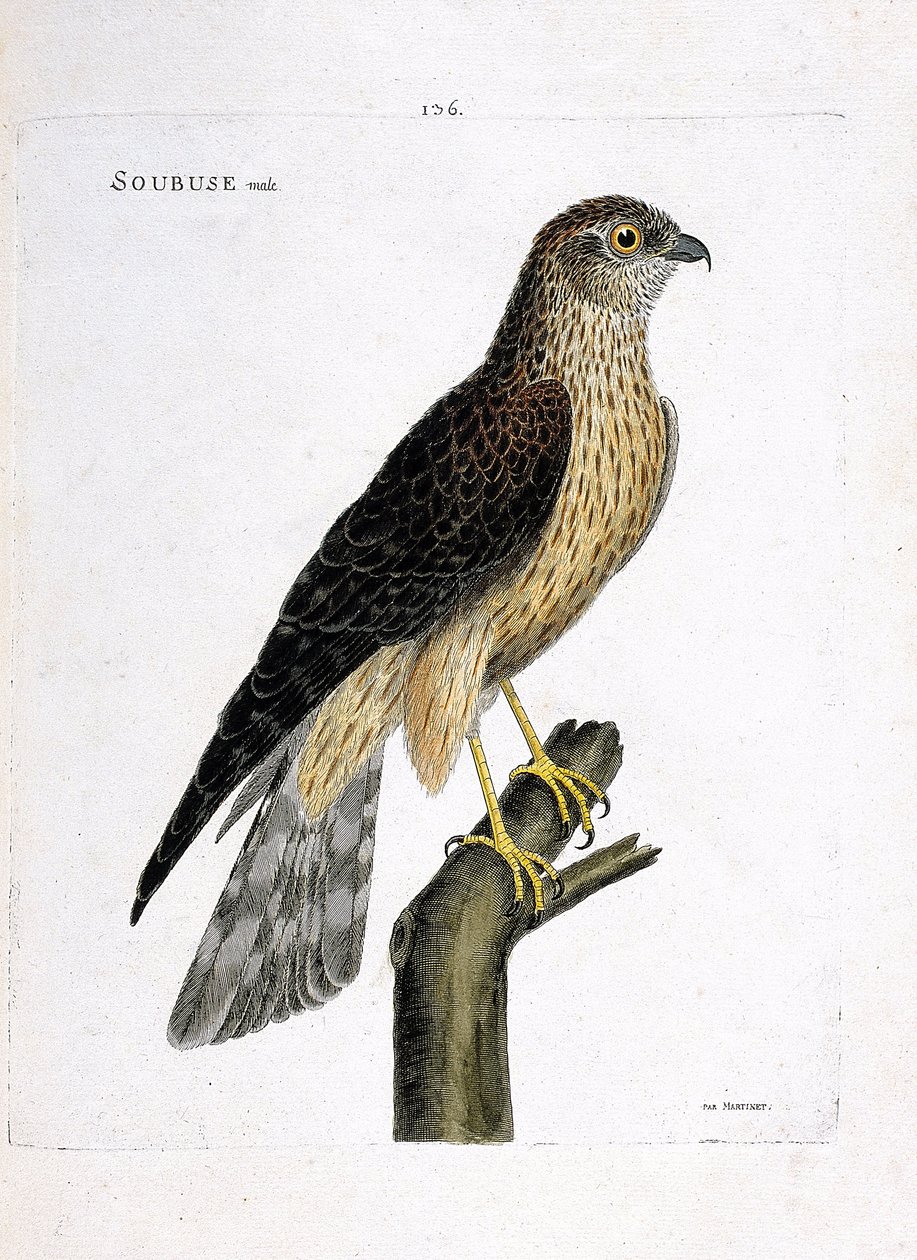 Zoologisk diagram (ornitologi): mandlig soubuse (busard saint martin eller circus cyaneus) på en gren. Illustration i "Fuglenes historie, malet i deres udseende og følsomme aspekter" af Francois Nicolas Martinet (1731-1800). Privat samling. af Francois Nicolas Martinet