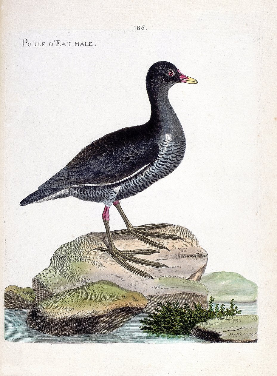 Zoologisk kort (ornitologi): han vandhøne (vandhøne eller gallinula chloropus). Illustration i "Fuglenes historie, malet i deres udseende og følsomme aspekter" af Francois Nicolas Martinet (1731-1800). Privat samling. af Francois Nicolas Martinet