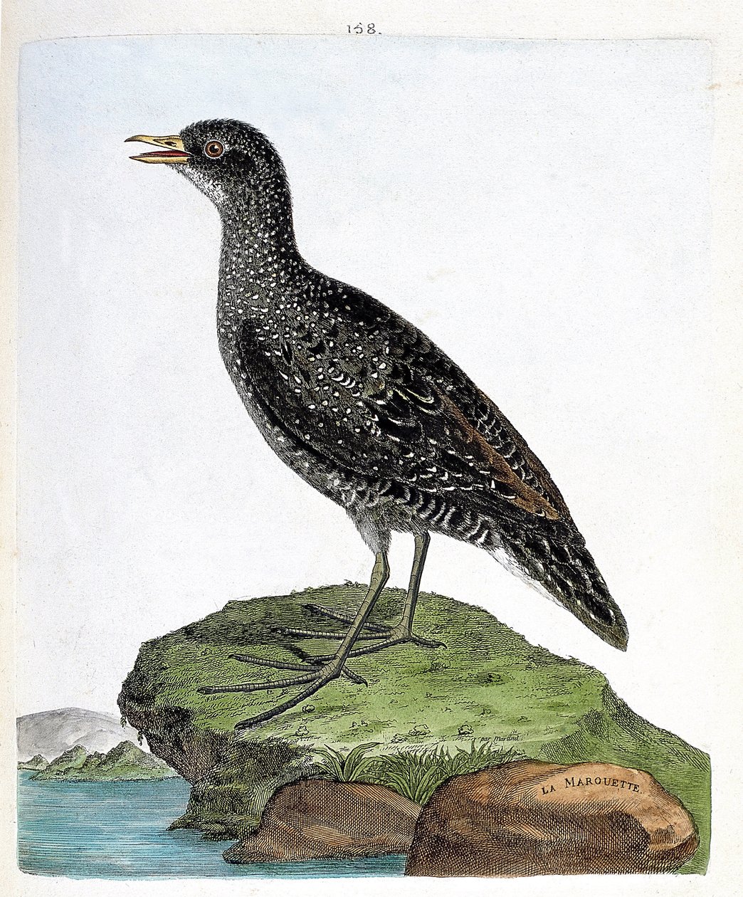 Zoologisk kort (ornitologi): marouette (plet marouette eller porzana porzana). Illustration i "Fuglenes historie, malet i deres udseende og følsomme aspekter" af Francois Nicolas Martinet (1731-1800). Privat samling. af Francois Nicolas Martinet