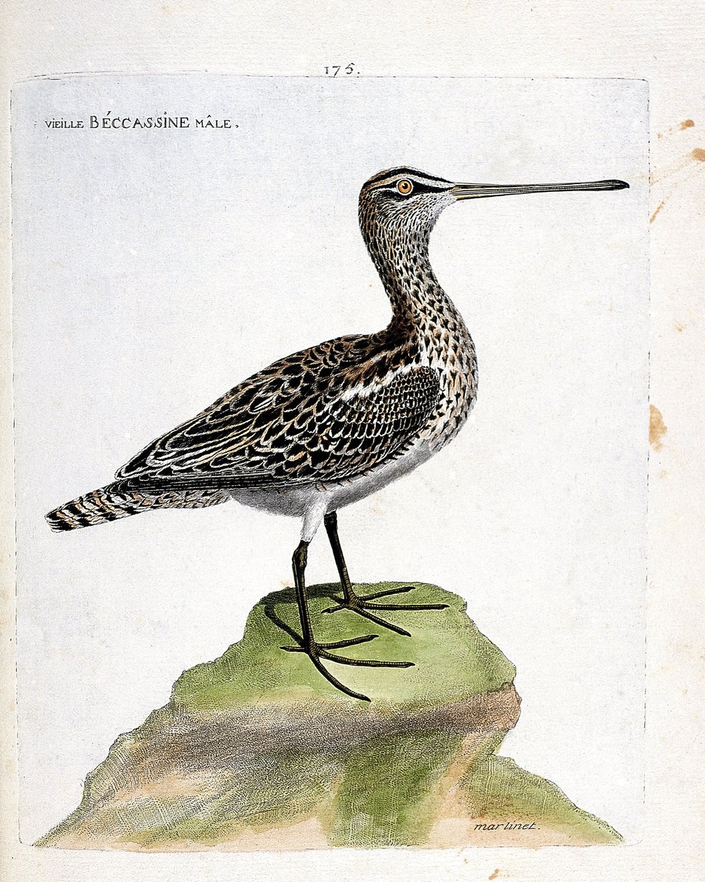 Zoologisk kort (ornitologi): gammel han becassine (marsh becassine eller gallinago gallinago). Illustration i "Fuglenes historie, malet i deres udseende og følsomme aspekter" af Francois Nicolas Martinet (1731-1800). Privat samling. af Francois Nicolas Martinet