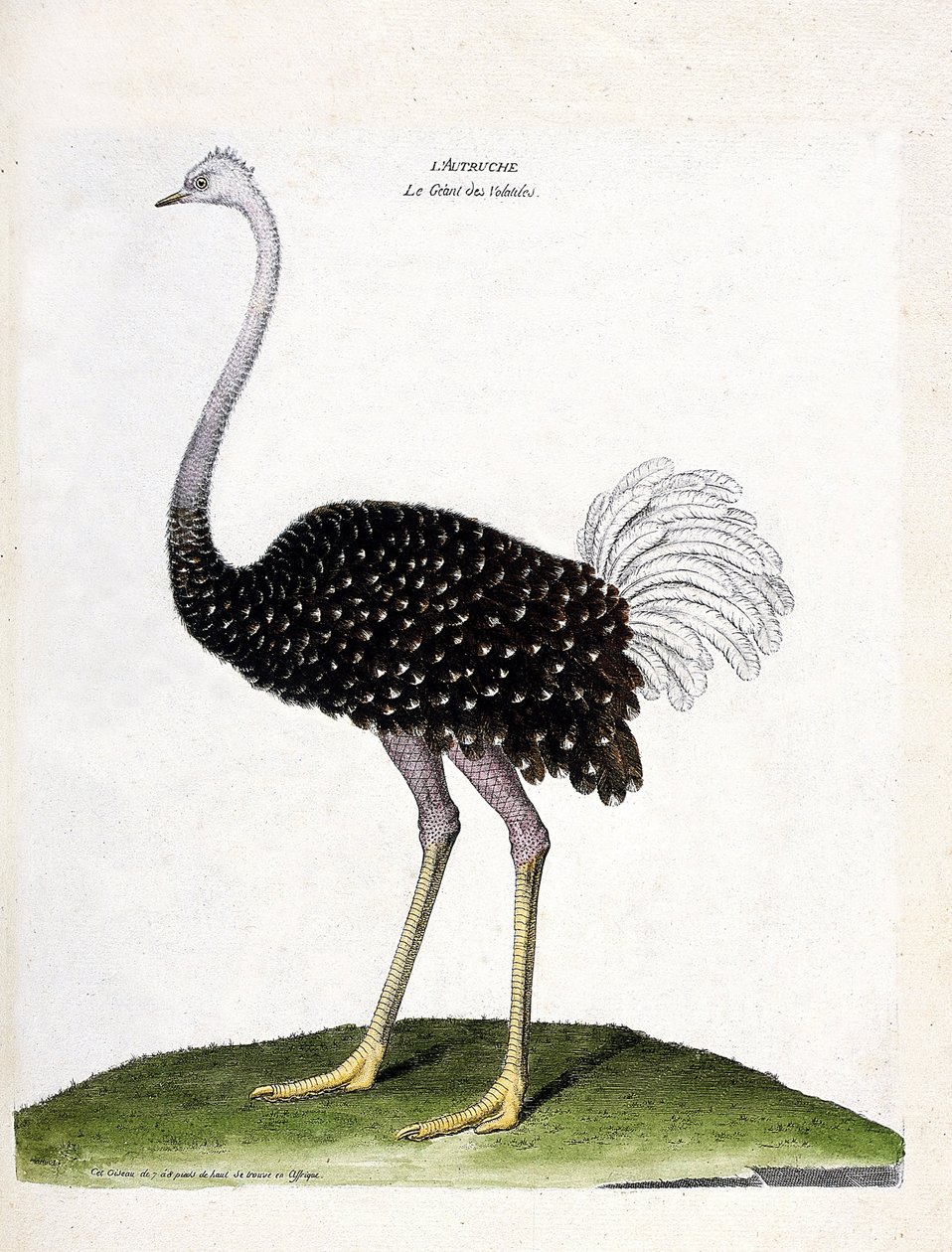 Zoologisk kort (ornitologi): struds (struthio camelus). Illustration i "Fuglenes historie, malet i deres udseende og følsomme aspekter" af Francois Nicolas Martinet (1731-1800). Privat samling. af Francois Nicolas Martinet