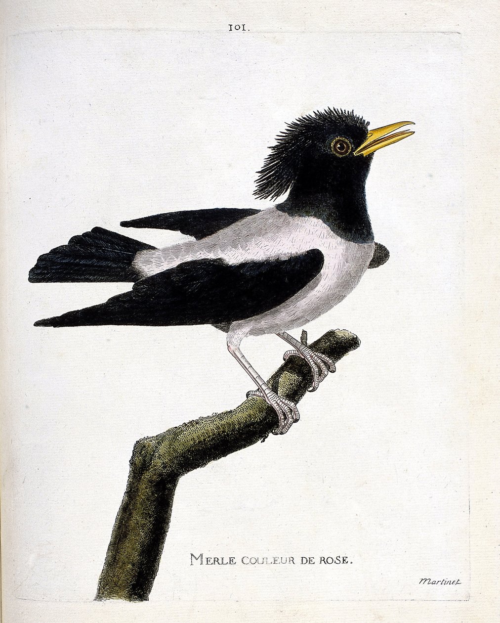 Zoologisk kort (ornitologi): lyserød solsort (rødlig stær eller sturnus roseus) på en gren. Illustration i "Fuglenes historie, malet i deres udseende og følsomme aspekter" af Francois Nicolas Martinet (1731-1800). Privat samling. af Francois Nicolas Martinet