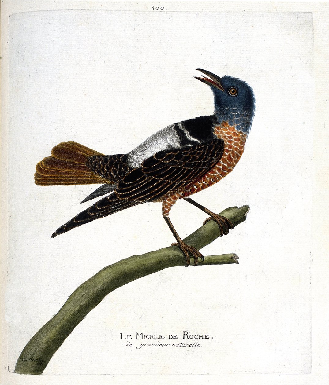 Zoologisk diagram (ornitologi): stensort (stensort eller monticola saxatilis). Illustration i "Fuglenes historie, malet i deres udseende og følsomme aspekter" af Francois Nicolas Martinet (1731-1800). Privat samling. af Francois Nicolas Martinet