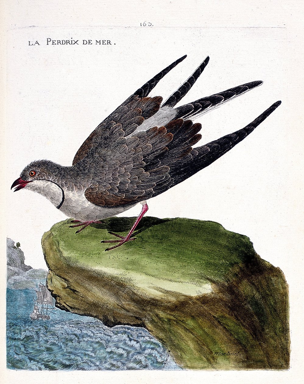 Zoologisk diagram (ornitologi): havagerhøne (glareole en halskæde eller glareola pratincola). Illustration i "Fuglenes historie, malet i deres udseende og følsomme aspekter" af Francois Nicolas Martinet (1731-1800). Privat samling. af Francois Nicolas Martinet