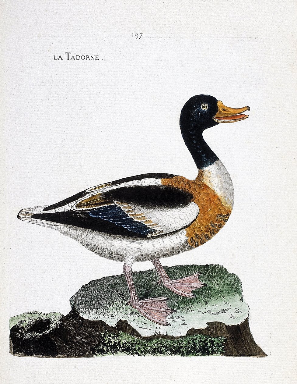 Zoologisk kort (ornitologi): tadorne (tadorne de belon eller tadorna tadorna). Illustration i "Fuglenes historie, malet i deres udseende og følsomme aspekter" af Francois Nicolas Martinet (1731-1800). Privat samling. af Francois Nicolas Martinet