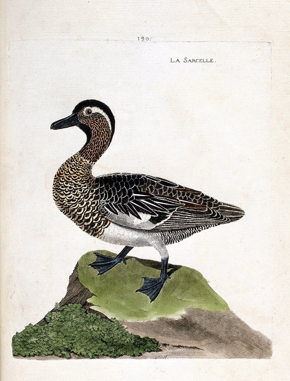 Zoologisk diagram (ornitologi): krikand (sommer krikand eller anas querquedula). Illustration i "Fuglenes historie, malet i deres udseende og følsomme aspekter" af Francois Nicolas Martinet (1731-1800). Privat samling. af Francois Nicolas Martinet
