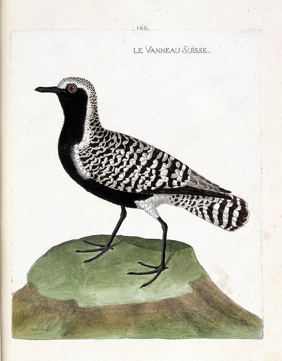 Zoologisk kort (ornitologi): det schweiziske lam (sølvhøne eller pluvialis squatarola). Illustration i "Fuglenes historie, malet i deres udseende og følsomme aspekter" af Francois Nicolas Martinet (1731-1800). Privat samling. af Francois Nicolas Martinet