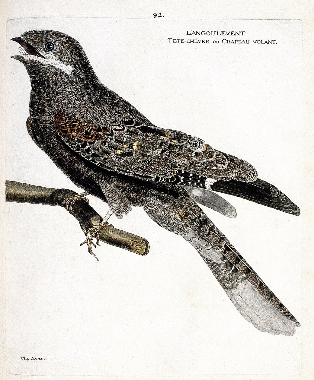 Zoologisk kort (ornitologi): angulventen (europæisk nathøg eller caprimulgus europaeus) på en gren. Illustration i "Fuglenes historie, malet i deres udseende og følsomme aspekter" af Francois Nicolas Martinet (1731-1800). Private samlinger af Francois Nicolas Martinet