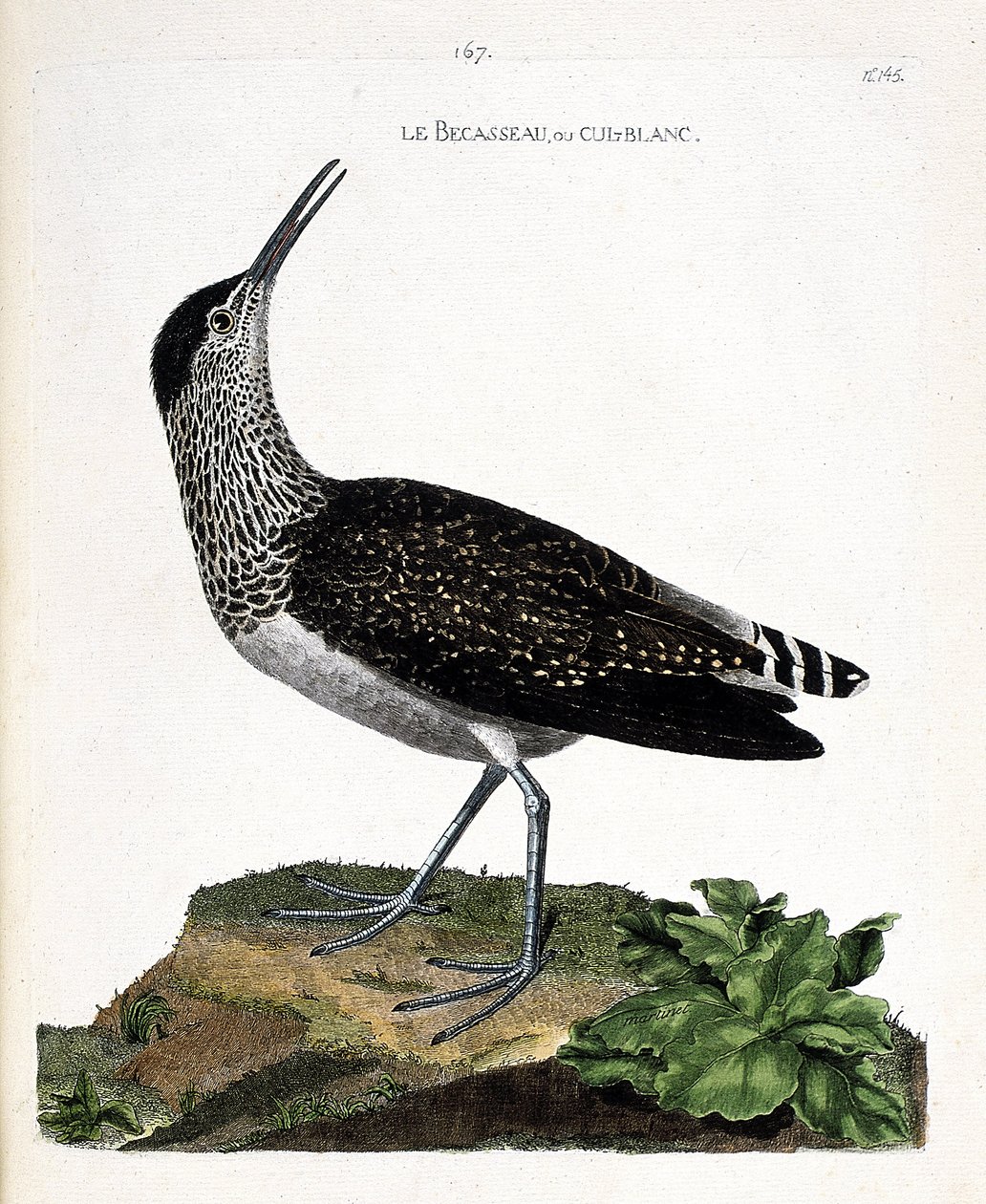 Zoologisk kort (ornitologi): næbbet eller cul-blanc (hvid numse, culblanc ridder eller Tringa ochropus). Illustration i "Fuglenes historie, malet i deres udseende og følsomme aspekter" af Francois Nicolas Martinet (1731-1800). Privat samling af Francois Nicolas Martinet