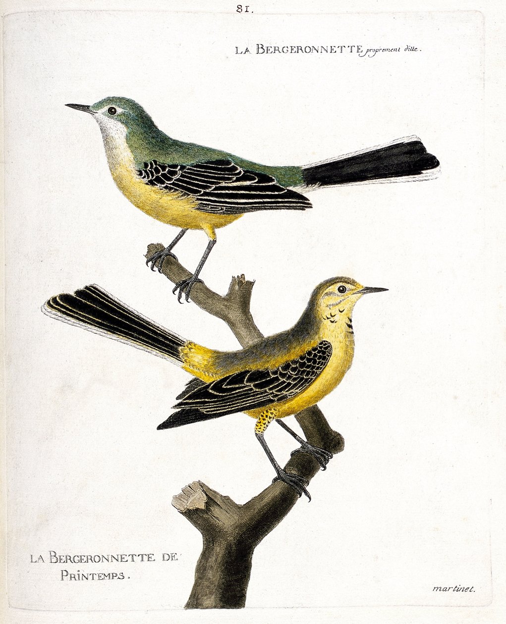 Zoologisk kort (ornitologi): selve bergeronnetten og fjederbergeronnetten (springbergeronnette eller motacilla flava) på en gren. Illustration i "Fuglenes historie, malet i deres udseende og følsomme aspekter" af Francois Nicolas Ma af Francois Nicolas Martinet