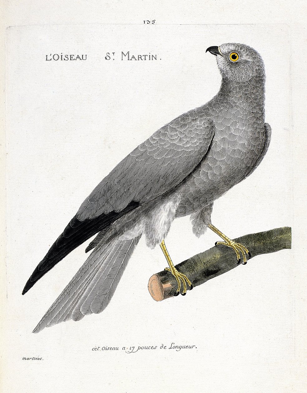 Zoologisk kort (ornitologi): fuglen saint martin (busard saint martin eller circus cyaneus) på en gren. Illustration i "Fuglenes historie, malet i deres udseende og følsomme aspekter" af Francois Nicolas Martinet (1731-1800). Privat samling af Francois Nicolas Martinet