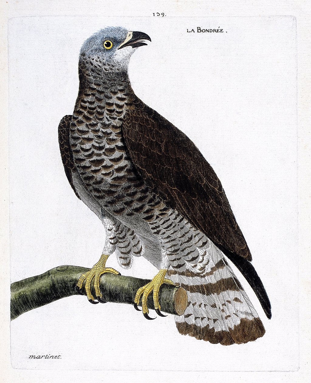 Zoologisk diagram (ornitologi): bondree (apivore bondree eller pernis apivorus) på en gren. Illustration i "Fuglenes historie, malet i deres udseende og følsomme aspekter" af Francois Nicolas Martinet (1731-1800). Privat samling. af Francois Nicolas Martinet