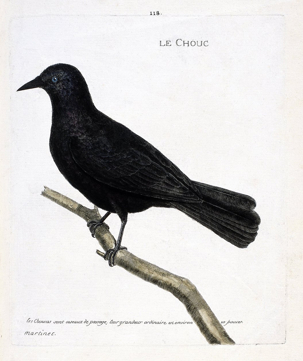 Zoologisk diagram (ornitologi): kålen (tårnenes kål eller corvus monedula) på en gren. Illustration i "Fuglenes historie, malet i deres udseende og følsomme aspekter" af Francois Nicolas Martinet (1731-1800). Privat samling. af Francois Nicolas Martinet