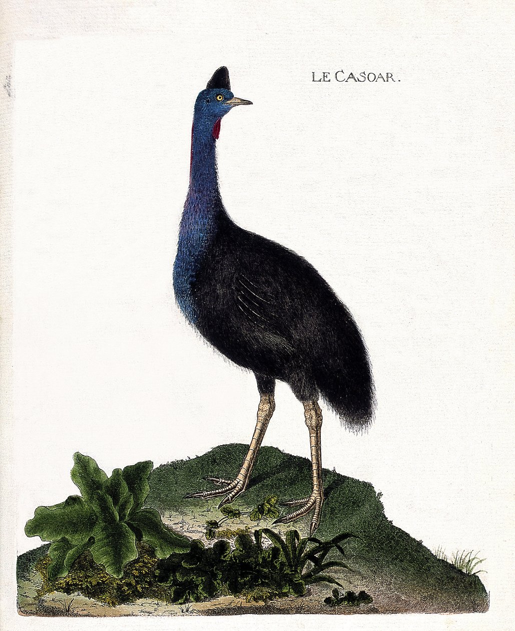 Zoologisk diagram (ornitologi): casoaren (casoar en hjelm eller cassuarius cassuarius). Illustration i "Fuglenes historie, malet i deres udseende og følsomme aspekter" af Francois Nicolas Martinet (1731-1800). Privat samling. af Francois Nicolas Martinet