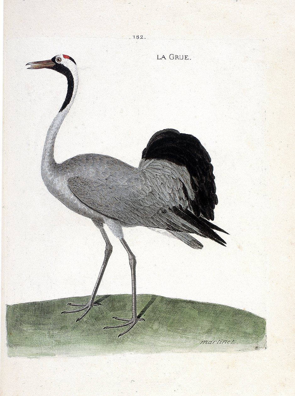 Zoologisk kort (ornitologi): tranen (asketrane eller grus grus) - Illustration i "Fuglenes historie, malet i deres tilsyneladende og følsomme aspekter" af Francois Nicolas Martinet (1731-1800) - Privat samling af Francois Nicolas Martinet
