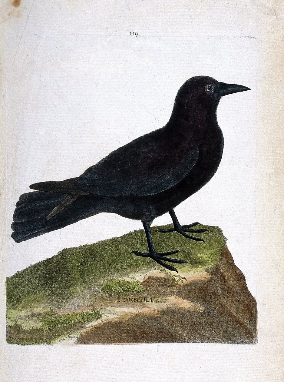 Zoologisk diagram (ornitologi): kragen (sort krage eller corvus corone). Illustration i "Fuglenes historie, malet i deres udseende og følsomme aspekter" af Francois Nicolas Martinet (1731-1800). Privat samling. af Francois Nicolas Martinet