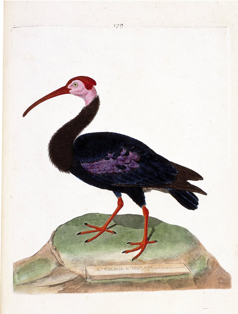 Zoologisk kort (ornitologi): krøllen har et blottet hoved af det gode håbs hue (ibis du cap eller geronticus calvus). Illustration i "Fuglenes historie, malet i deres udseende og følsomme aspekter" af Francois Nicolas Martinet (1731-1800). P af Francois Nicolas Martinet