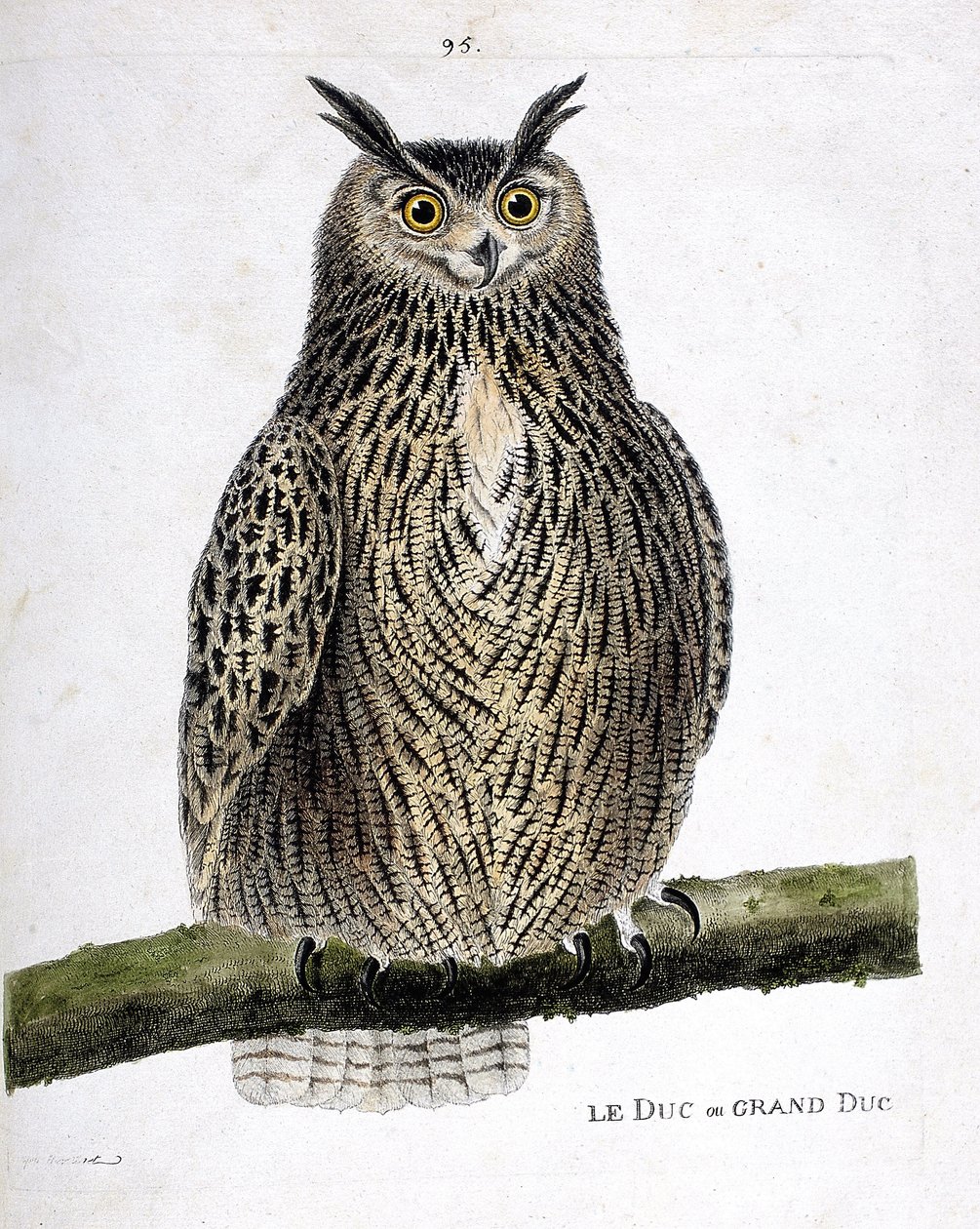 Zoologisk kort (ornitologi): hertugen eller storhertugen (storhertug eller bubo bubo) på en gren. Illustration i "Fuglenes historie, malet i deres udseende og følsomme aspekter" af Francois Nicolas Martinet (1731-1800). Privat samling. af Francois Nicolas Martinet