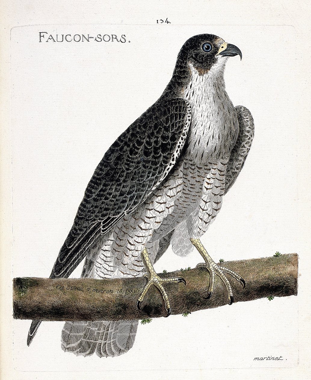 Zoologisk kort (ornitologi): falken kommer ud eller falken ud (pelerinefalk eller falco peregrinus) på en gren. Illustration i "Fuglenes historie, malet i deres udseende og følsomme aspekter" af Francois Nicolas Martinet (1731-1800). Pri af Francois Nicolas Martinet