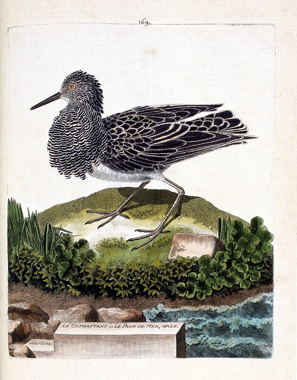 Zoologisk kort (ornitologi): jageren eller den mandlige havpåfugl (fighter varies eller philomachus pugnax). Illustration i "Fuglenes historie, malet i deres udseende og følsomme aspekter" af Francois Nicolas Martinet (1731-1800). Privat kollega af Francois Nicolas Martinet