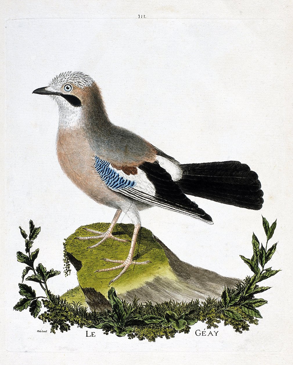 Zoologisk diagram (ornitologi): geayen (kanalgrå eller garrulus glandarius). Illustration i "Fuglenes historie, malet i deres udseende og følsomme aspekter" af Francois Nicolas Martinet (1731-1800). Privat samling. af Francois Nicolas Martinet