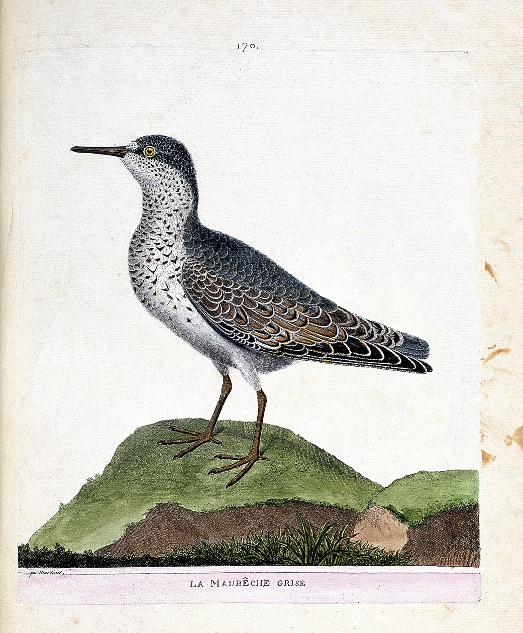Zoologisk diagram (ornitologi): den grå maubeche (lilla næb eller calidris maritima). Illustration i "Fuglenes historie, malet i deres udseende og følsomme aspekter" af Francois Nicolas Martinet (1731-1800). Privat samling. af Francois Nicolas Martinet