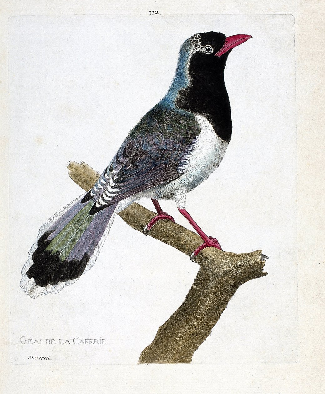Zoologisk kort (ornitologi): kaffebarens jay (rødnæb pirolla eller urocissa erythrorhyncha). Illustration i "Fuglenes historie, malet i deres udseende og følsomme aspekter" af Francois Nicolas Martinet (1731-1800). Privat kollega af Francois Nicolas Martinet