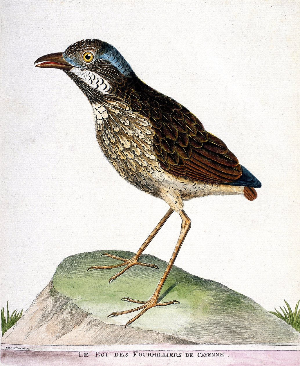 Zoologisk diagram (ornitologi): kongen af de 4.000 af Cayenne (grallaire konge eller grallaria varia). Illustration i "Fuglenes historie, malet i deres udseende og følsomme aspekter" af Francois Nicolas Martinet (1731-1800). Privat saml af Francois Nicolas Martinet