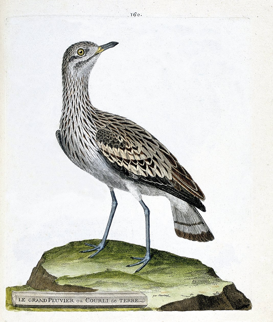 Zoologisk kort (ornitologi): den store plover eller krage (oedicneme criard (Burhinus oedicnemus). Illustration i "Fuglenes historie, malet i deres udseende og følsomme aspekter" af Francois Nicolas Martinet (1731-1800). Privat samling. af Francois Nicolas Martinet