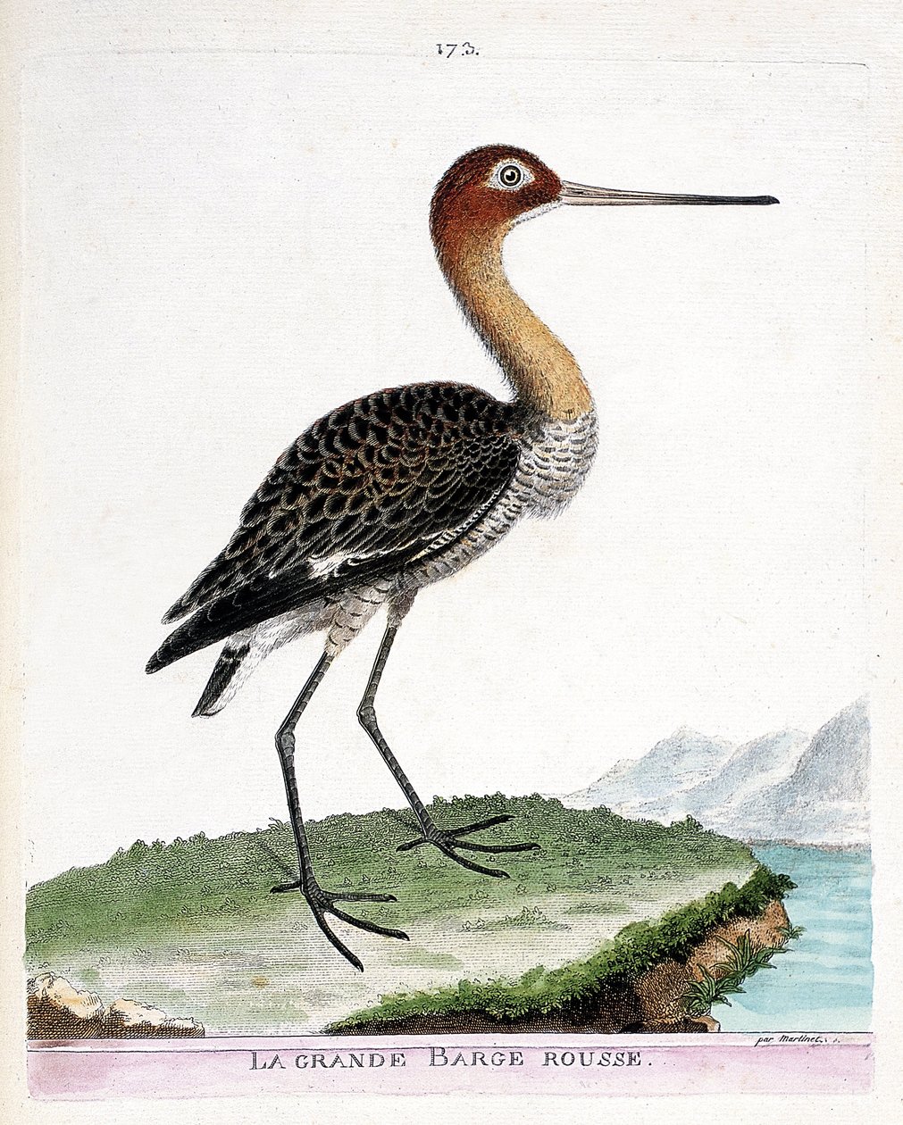 Zoologisk kort (ornitologi): den store røde pram (sorthalet pram eller limosa limosa). Illustration i "Fuglenes historie, malet i deres udseende og følsomme aspekter" af Francois Nicolas Martinet (1731-1800). Privat samling. af Francois Nicolas Martinet